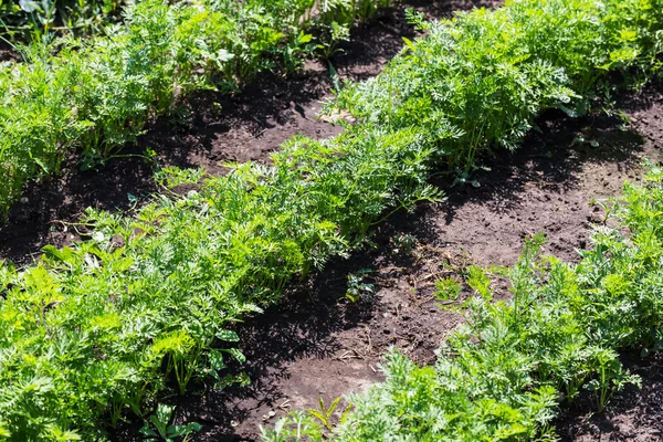 Lits de légumes bébé carottes dans le jardin — Photo