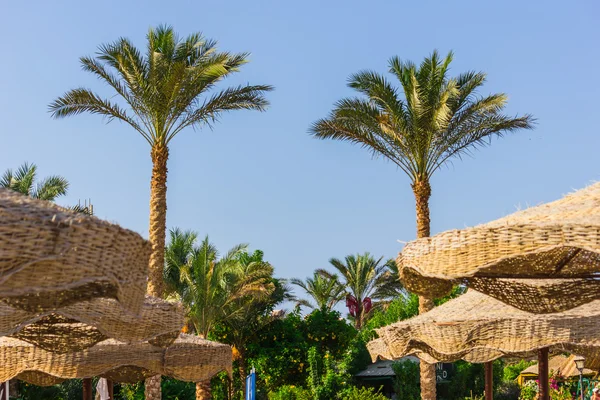 PALM probeert op het strand — Stockfoto