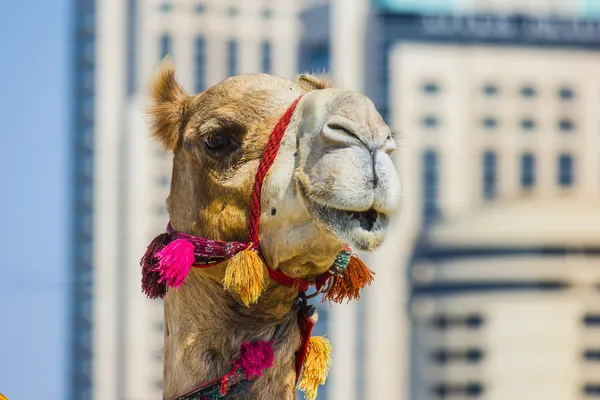 African camel — Stock Photo, Image