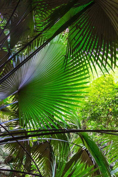 Bakgrund av palm lämnar i djungeln av thailand — Stockfoto