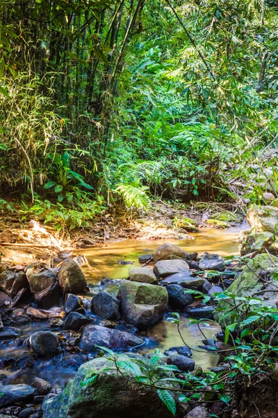 Tropical jungles of South East Asia — Stock Photo, Image