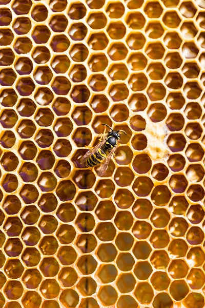 Close-up texture of honeycomb with honey Stock Photo