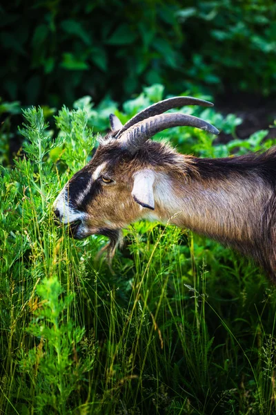 Cabra de pie en el pasto con hierba verde —  Fotos de Stock