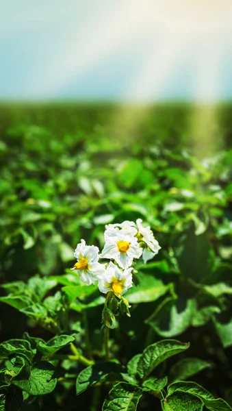 Potato bush blooming with white flower — Stock Photo, Image