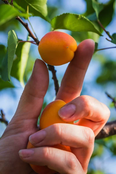 Ripe apricots during the harvest — Stock Photo, Image