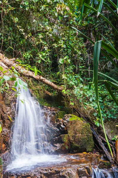 Tropikalnej dżungli z Azji południowo-wschodniej — Zdjęcie stockowe