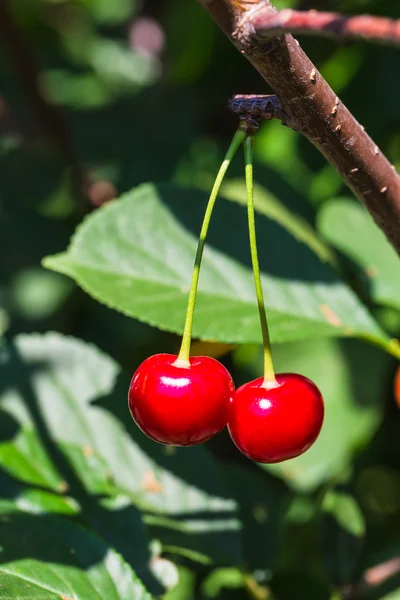 Rote reife Kirschen auf einem Zweig — Stockfoto