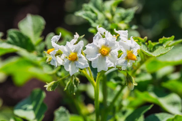 Buisson de pommes de terre fleurissant avec fleur blanche — Photo