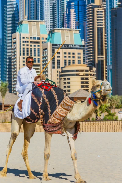 Velbloud na pláži jumeirah v Dubaji — Stock fotografie