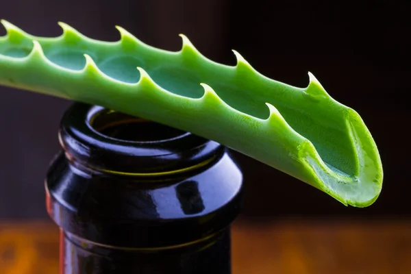 Frisches Aloe Vera Blatt — Stockfoto