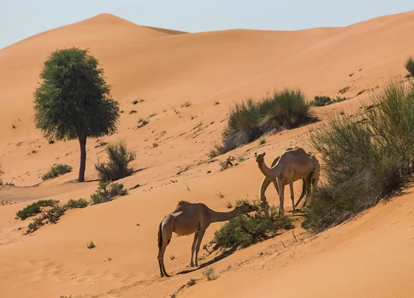 骆驼的沙漠景观 — 图库照片