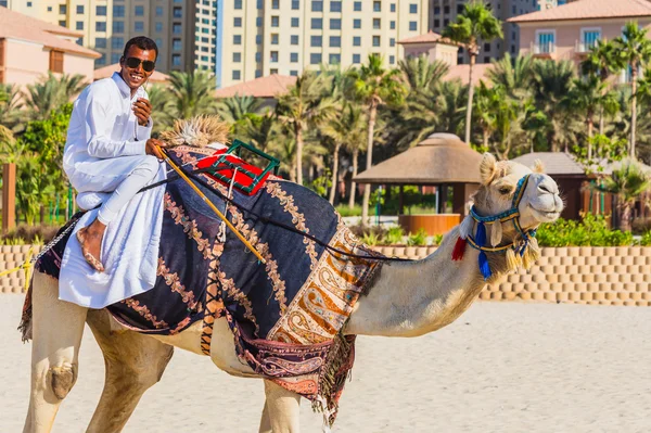 Camel na praia de Jumeirah em Dubai — Fotografia de Stock