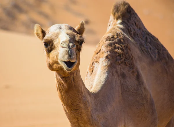 Έρημο τοπίο με καμήλα — Φωτογραφία Αρχείου