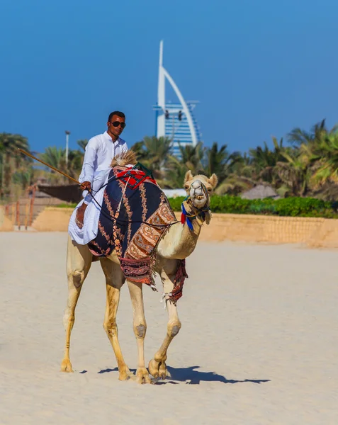 Camel na praia de Jumeirah em Dubai — Fotografia de Stock