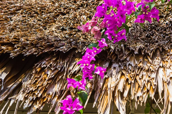 Arc de fleurs violettes en Thaïlande — Photo