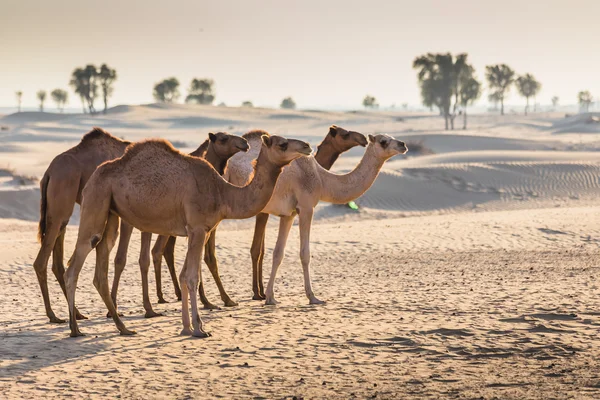Paisagem desértica com camelo — Fotografia de Stock
