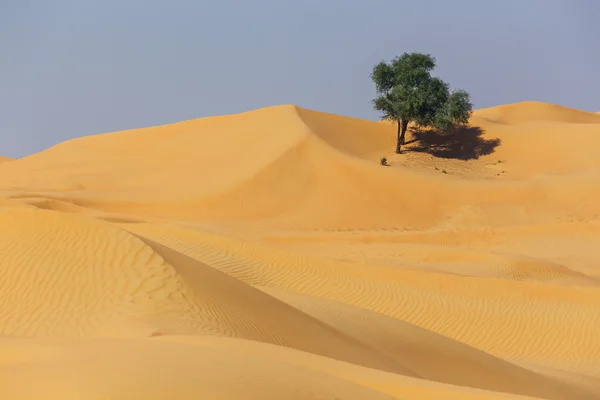 Deserto árabe — Fotografia de Stock