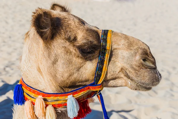 Camel — Stock Photo, Image