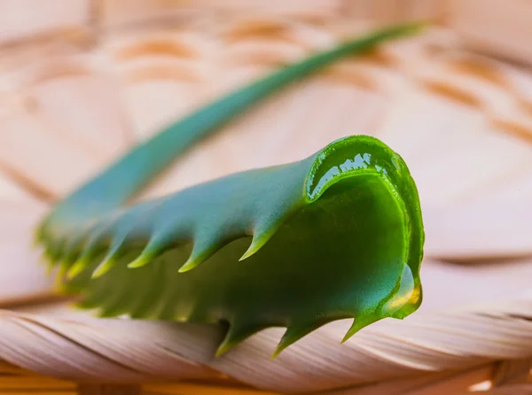 Taze aloe vera yaprağı — Stok fotoğraf
