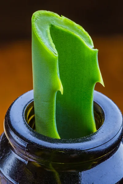 Fresh aloe vera leaf — Stock Photo, Image