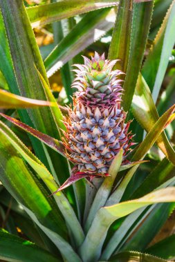 Bush ile taze pineaple yaprakları