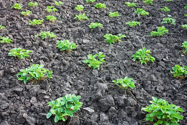 Camas con arbusto de fresa —  Fotos de Stock