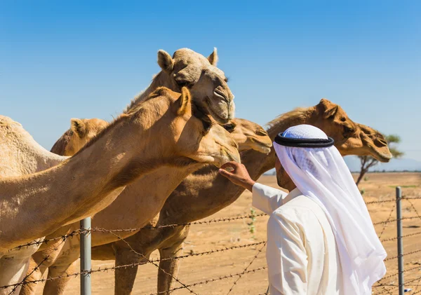 Desert landscape with camel — Stock Photo, Image