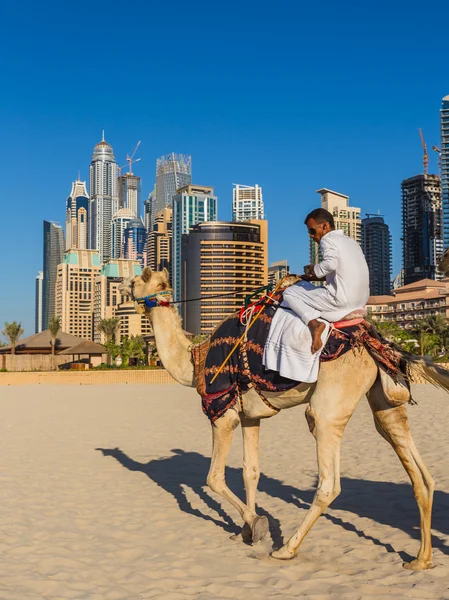 Velbloud na pláži jumeirah v Dubaji — Stock fotografie