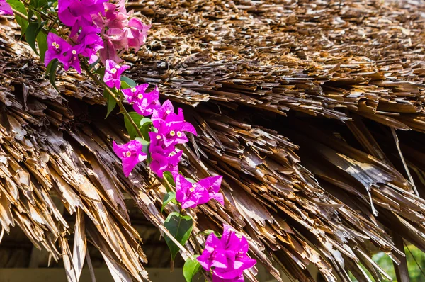 Arc de fleurs violettes en Thaïlande — Photo