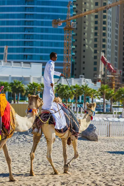 Camel op jumeirah beach in dubai — Stockfoto