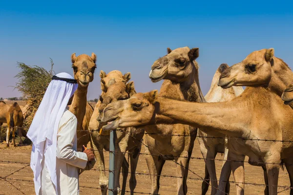 Пустельний пейзаж з верблюдом — стокове фото