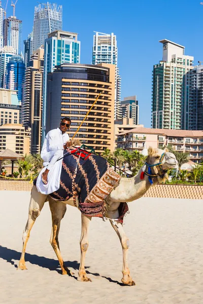 Camel op jumeirah beach in dubai — Stockfoto