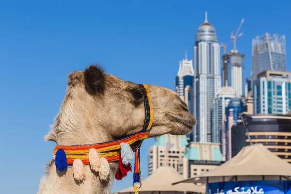 Camel on Jumeirah Beach in Dubai — Stock Photo, Image