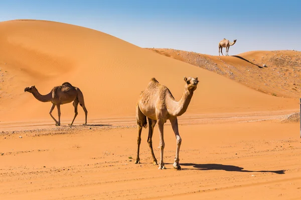 Woestijn landschap met kameel — Stockfoto