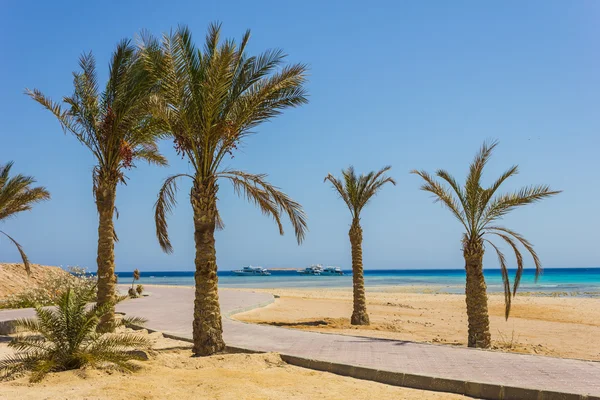 PAUMES ARBRES SUR LA PLAGE — Photo