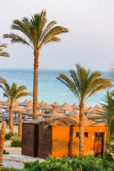 Palmen am Strand — Stockfoto