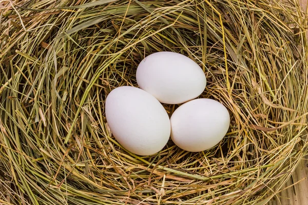Nest with Easter eggs Royalty Free Stock Photos