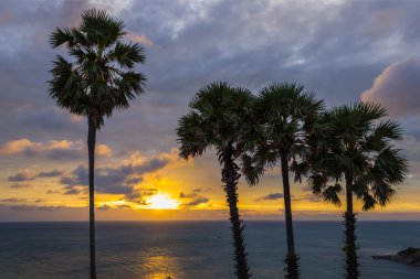 palmiye ağaçları arasında ayarla