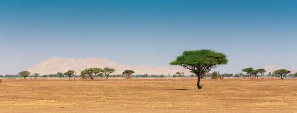  Арабская пустыня
