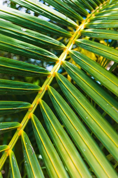 Dunge av kokosnöt träd en solig dag — Stockfoto