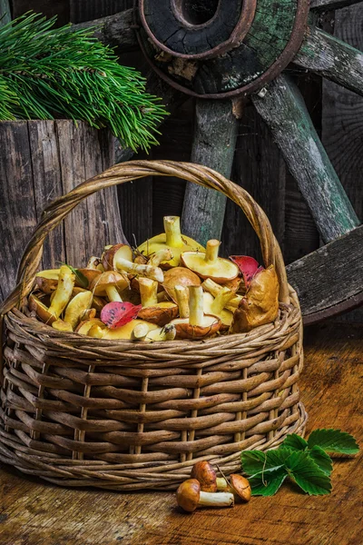 Still life of yellow boletus mushrooms — Stock Photo, Image