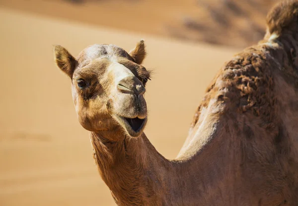 Paysage désertique avec chameau — Photo