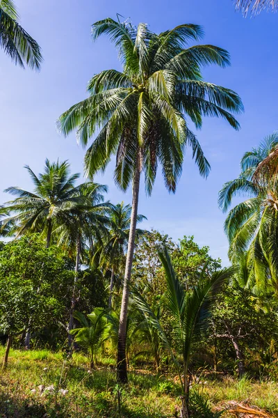晴れた日に、ココナッツの木の果樹園 — Stock fotografie
