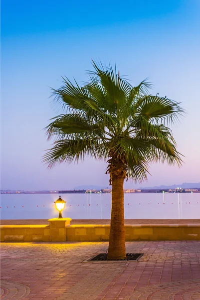 Passeio com palmeiras na margem do Mar Vermelho — Fotografia de Stock