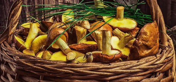 Still life of yellow boletus mushrooms — Stock Photo, Image