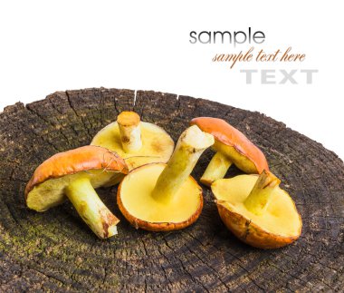 Natürmort sarı boletus mantar