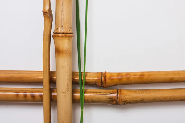 Bamboo — Stock Photo, Image