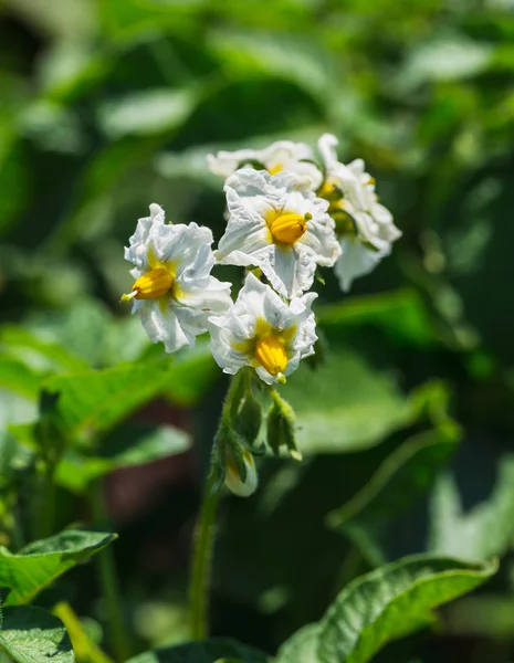 Potato bush blooming with white flower — Stock Photo, Image