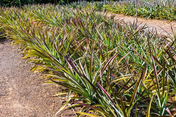 Taze pineaple bush — Stok fotoğraf