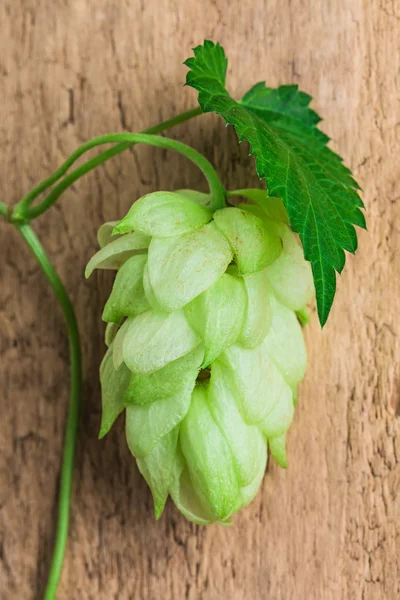 Hopfen an Bord — Stockfoto